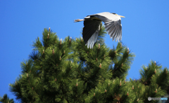 「青色が好き」飛び立つ
