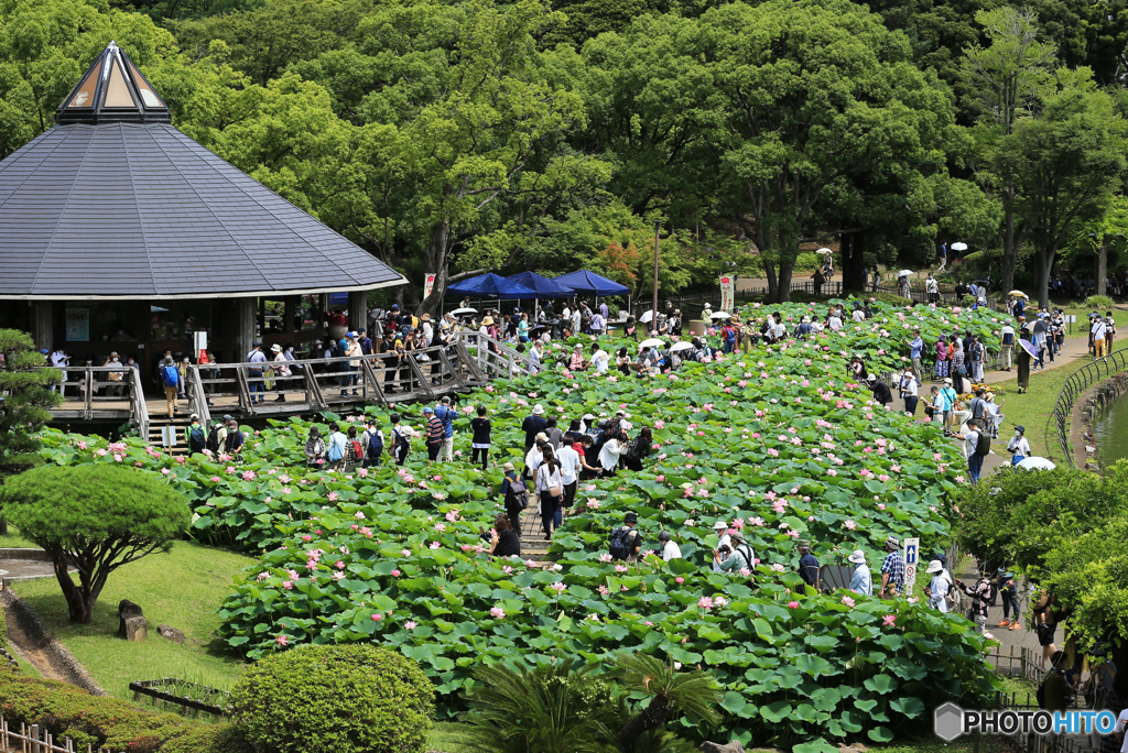 大賀ハスの千葉公園・今まで７５０輪程咲いた様です！