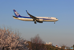 「すかい」 ANA 767-381 JA624A 着陸します