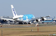 「群青色」Flying Honu A380-841 JA381A 来た～