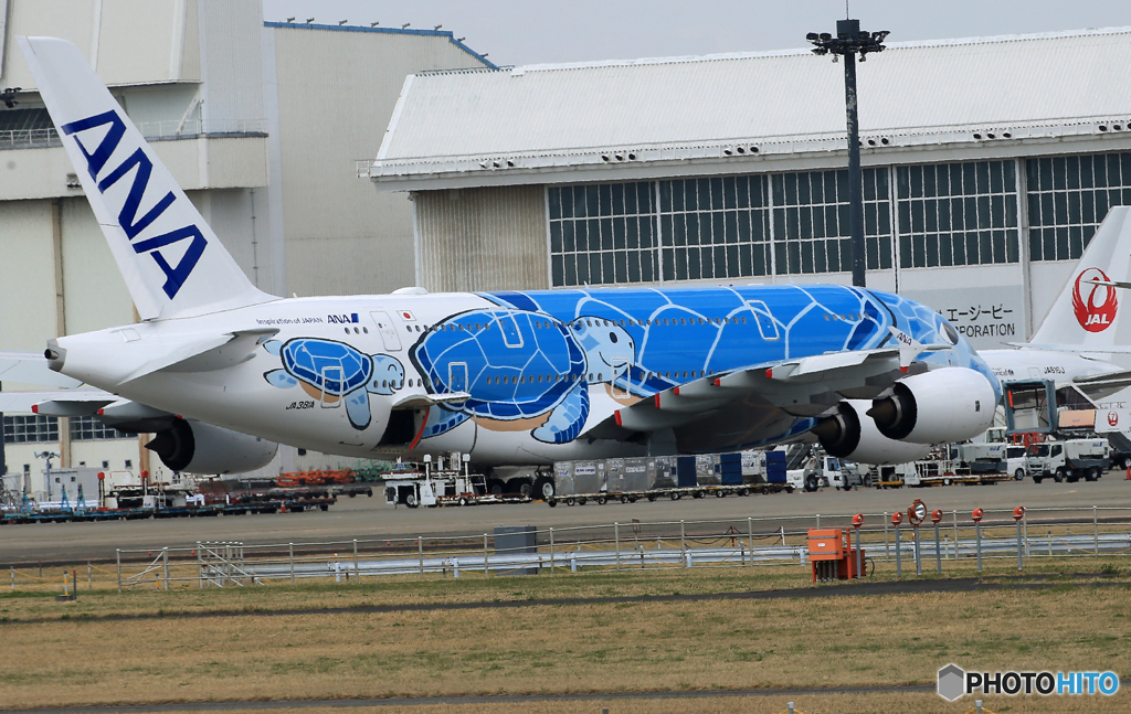 ＡＮＡ✈「Flying　Honu」の　休息✈