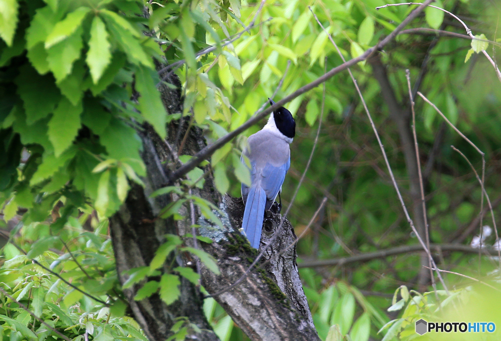 ☮鳥あえず　撮ってしまいました !