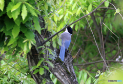 ☮鳥あえず　撮ってしまいました !