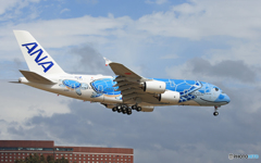 JA381A ✈[FLYING HONU]１号機お待たせしました