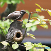 「良い天気」木を枝打ちしたら鳥さんがやって来た！