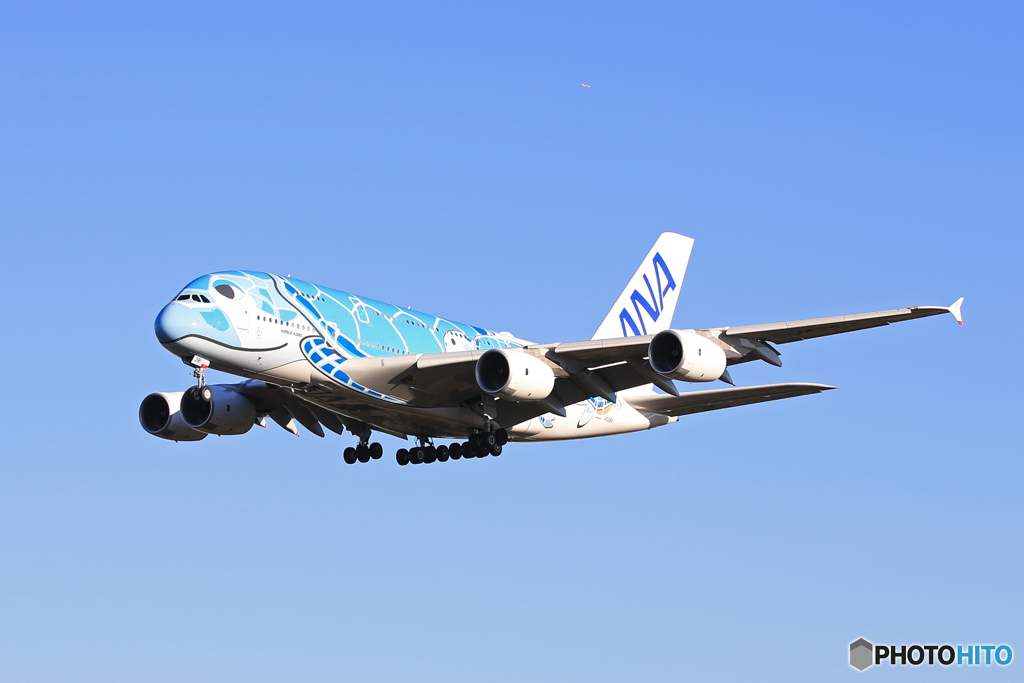  「青が好き」ANA A380-841 JA381A   Landing