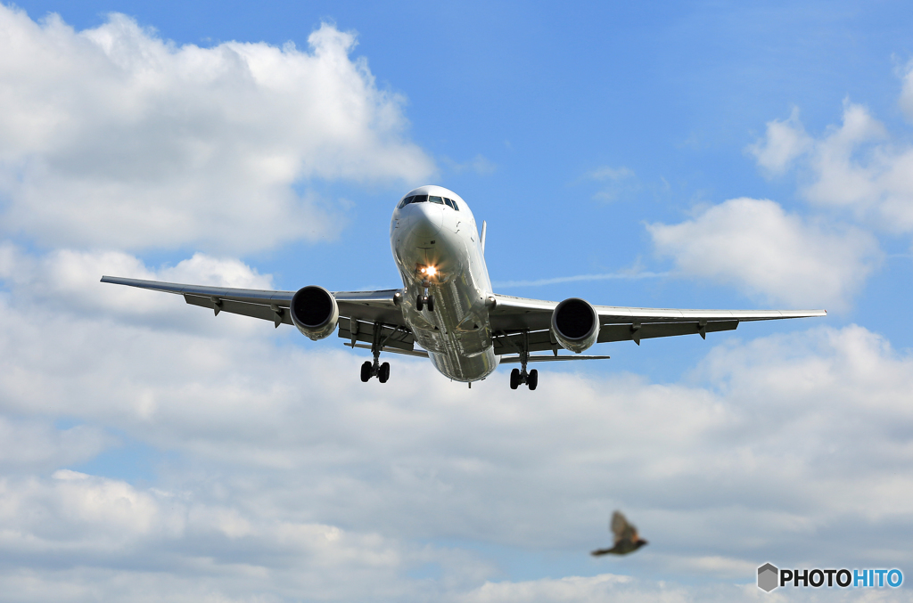 ☮伊丹空港に行って来ました ・ ☮鳥と共に？