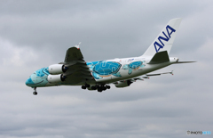 「曇り」 ANA A380-841 2号機  Landing