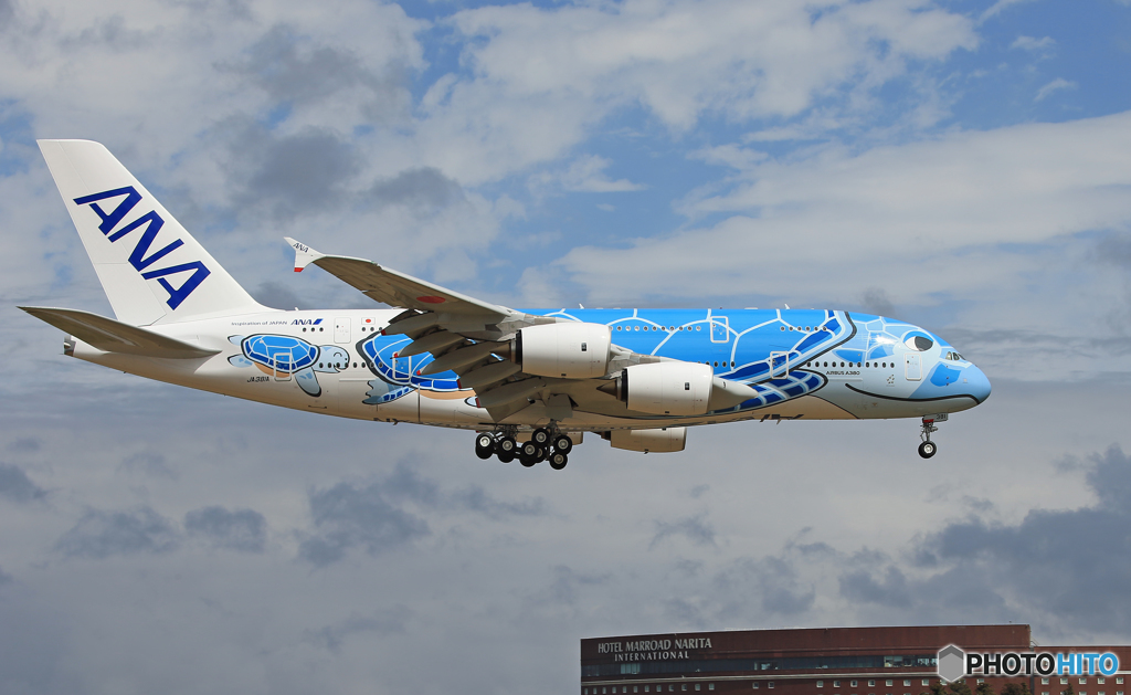 「Flying Honu」が.....青い空にしてくれた？！
