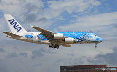 「Flying Honu」が.....青い空にしてくれた？！