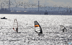 「マリンロード」　コラボ・川鵜