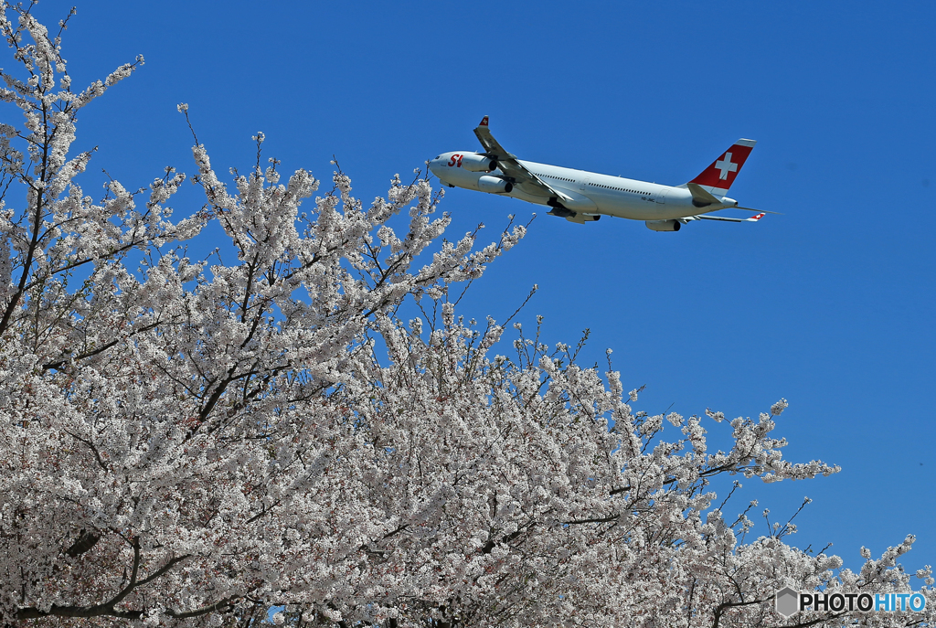 「青」 ✈さ く ら の 山 は ・満 開 で し た !  ✈
