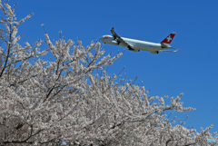 「青」 ✈さ く ら の 山 は ・満 開 で し た !  ✈