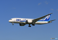 「真青の空」 ANA 787-8 JA806A 着陸