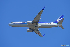 「青が大好き」☀ ANA 737-881 JA777A 飛行