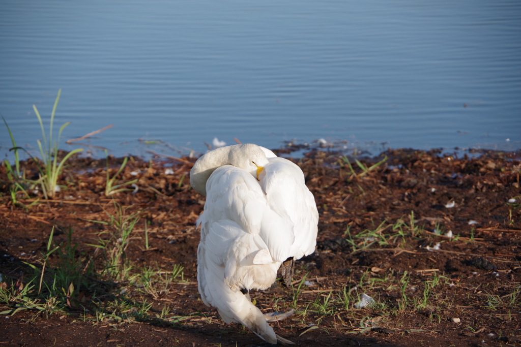 ウトナイ湖