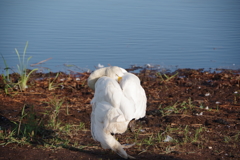 ウトナイ湖