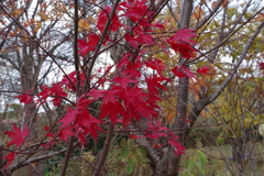 紅葉見納め