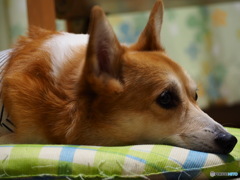 眠たい犬