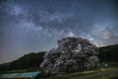 黒部のエドヒガン桜