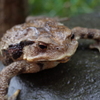 ニホンヒキガエル