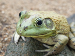 ウシガエル