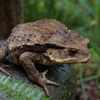 ニホンヒキガエル