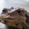ニホンヒキガエル