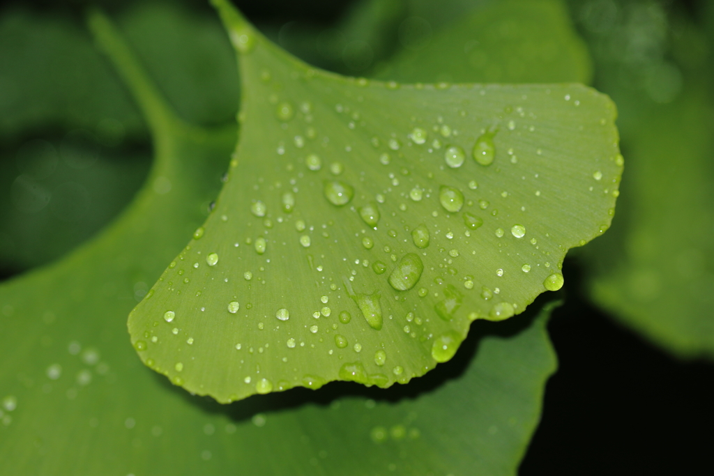 梅雨空に