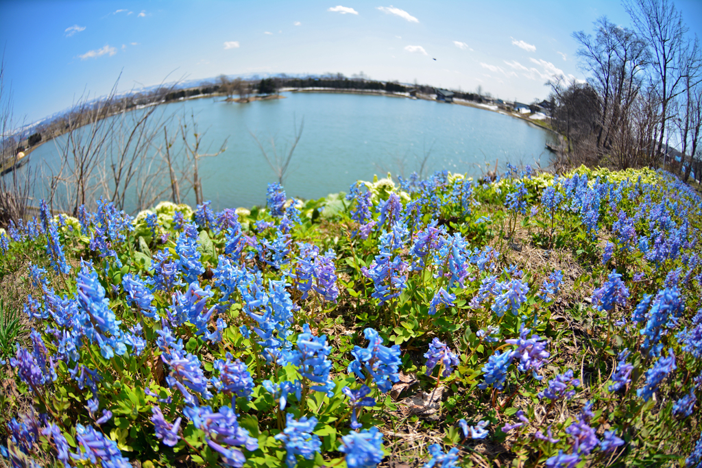 鶴沼を望む