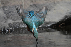 カワセミ　着水瞬間