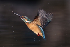 カワセミ、飛ぶ
