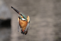 カワセミ　正面ぎみ