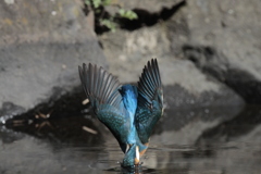 カワセミ　２着水