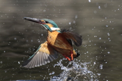 カワセミ　正面気味。