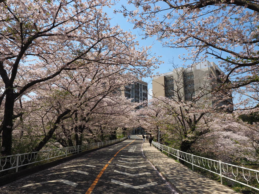 病院からの桜