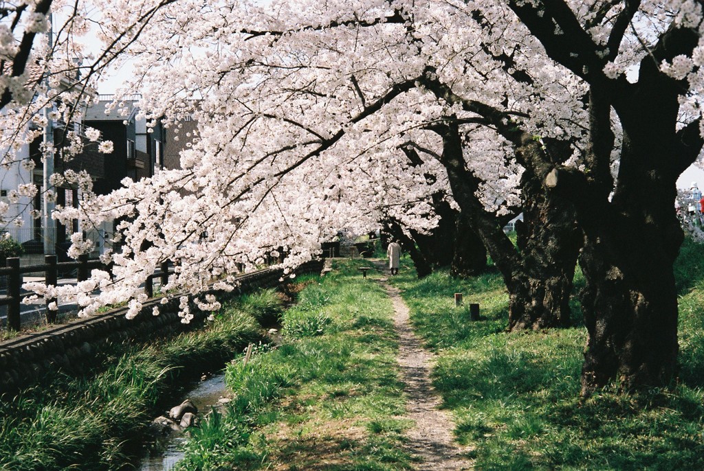 桜