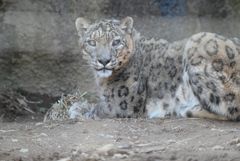 ユキヒョウ
