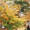 紅葉①