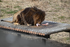 がぶがぶ
