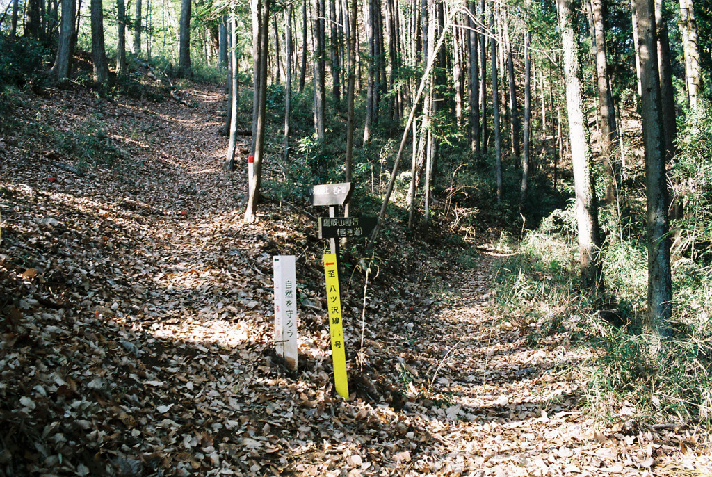 さて、どちらの道を行こうか