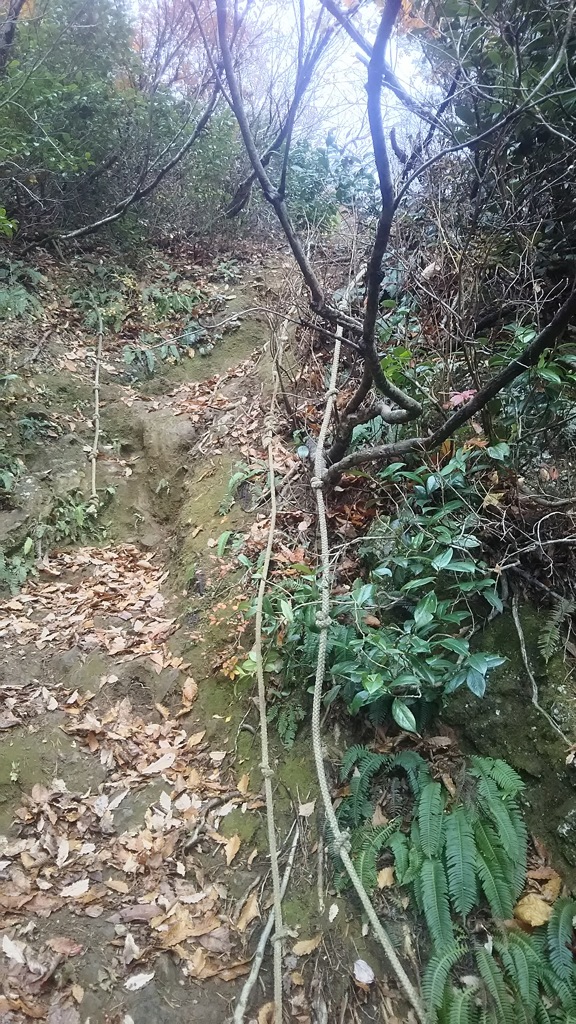 蒲生岳登山道