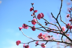 紅梅