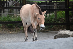 モウコノウマ