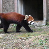 レッサーパンダ