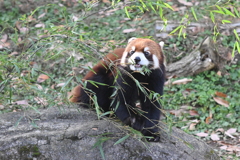 レッサーパンダ