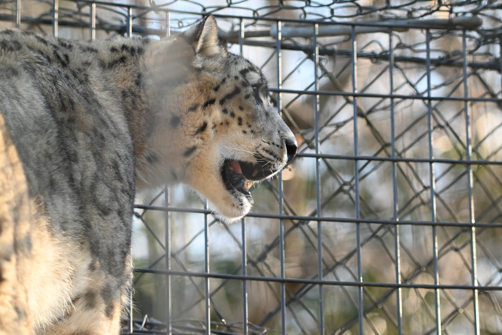 ユキヒョウ