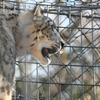 ユキヒョウ