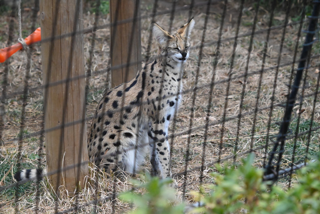 サーバルキャット⑧