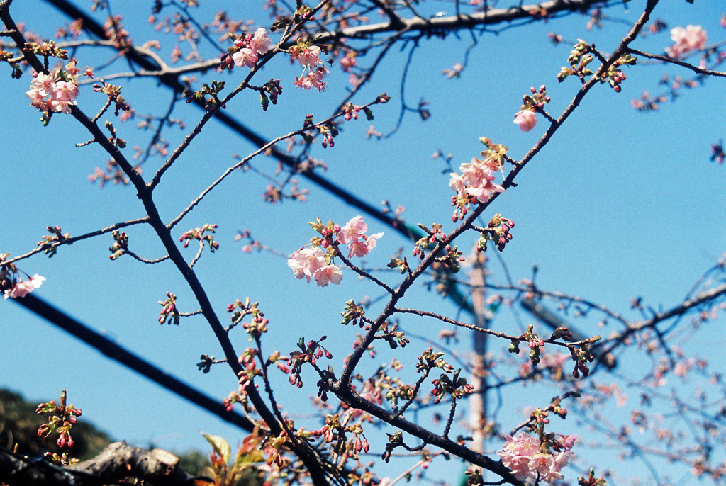 河津桜